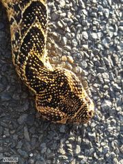 Bitis arietans arietans