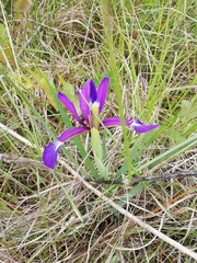 Iris reichenbachiana
