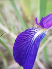 Iris reichenbachiana