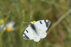 Euchloe