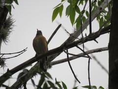 Turdus rufopalliatus