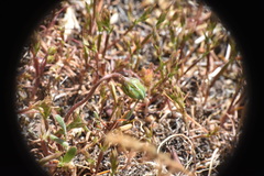 Microseris bigelovii