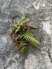 Pityrogramma chrysophylla gabrielae