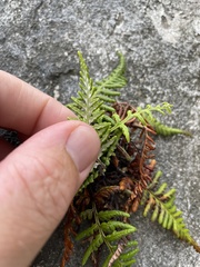 Pityrogramma chrysophylla gabrielae