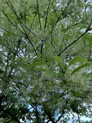 Chionanthus