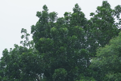 Harpephyllum caffrum