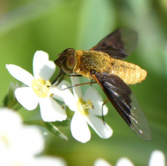 Chrysanthrax cypris