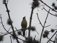 Turdus grayi