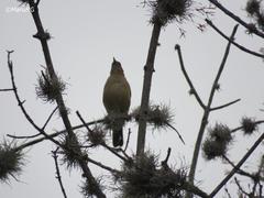 Turdus grayi
