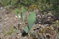 Bupleurum rigidum