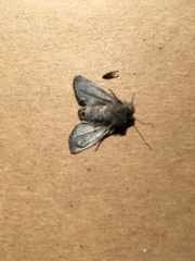 Dasychira grisefacta