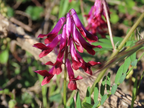 Representative image of Vicia benghalensis benghalensis