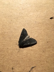 Dasychira grisefacta