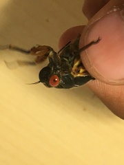 Magicicada septendecula