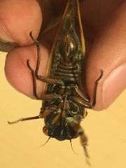 Magicicada septendecula