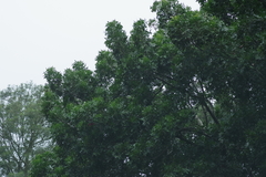 Harpephyllum caffrum