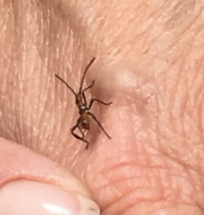 Leptoglossus clypealis