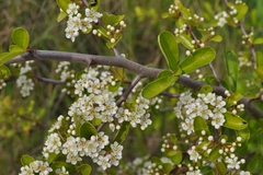 Pyracantha fortuneana