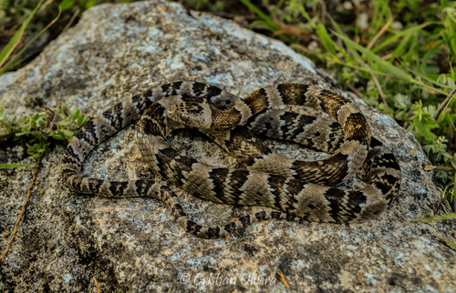 Mexican Lyre Snake