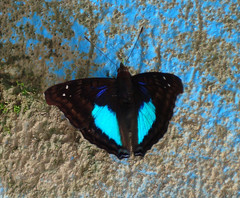 Doxocopa