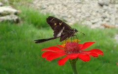 Chioides