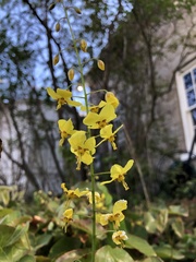 Epimedium × perralchicum