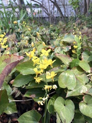 Epimedium × perralchicum