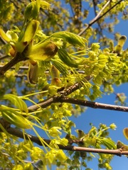 Acer platanoides