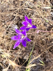 Brodiaea elegans