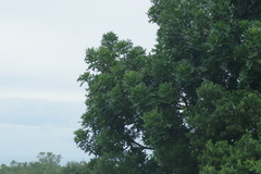 Harpephyllum caffrum