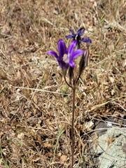 Brodiaea elegans