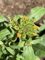 Erysimum × marshallii