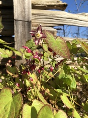 Epimedium × rubrum