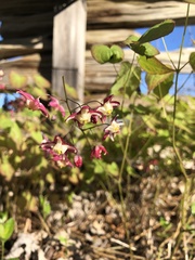 Epimedium × rubrum