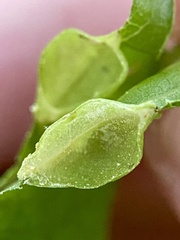 Dryocosmus quercusnotha