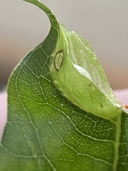 Dryocosmus quercusnotha