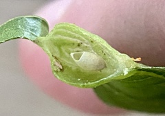 Dryocosmus quercusnotha