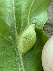 Dryocosmus quercusnotha