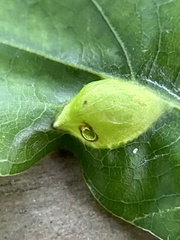 Dryocosmus quercusnotha