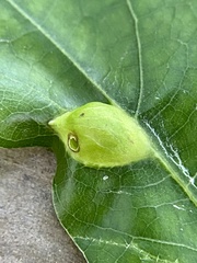 Dryocosmus quercusnotha