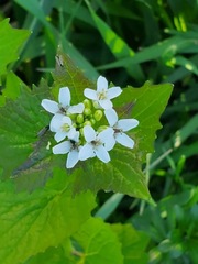 Alliaria petiolata