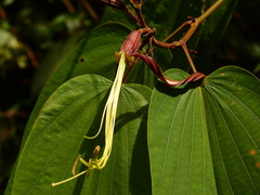 Bauhinia longicuspis