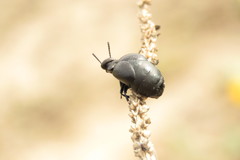 Meloe brevicollis