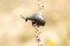 Meloe brevicollis