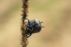 Meloe brevicollis