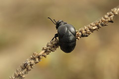 Meloe brevicollis