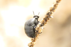 Meloe brevicollis