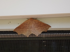 Tetracis cervinaria