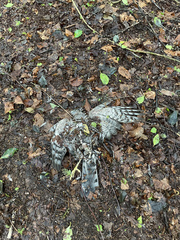 Accipiter nisus