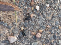 Dermestes